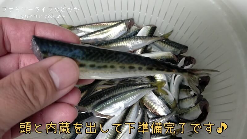 【大阪】汐見埠頭(砂上げ場)で家族でサビキ釣り♪子供達が釣った魚を美味しく調理♪小鯖の下処理