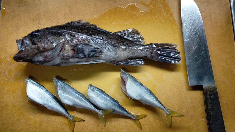 【南港大橋】夜のアオイソメの餌釣りでクロソイがヒット！美味しく調理して食べちゃいました♪【大阪】