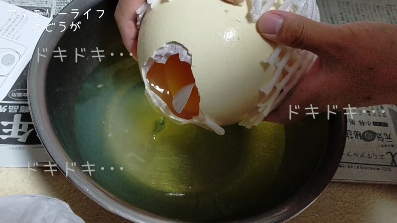 【ダチョウの卵】巨大な卵を初めての殻割り♪プリンを作ってみた♪【美里オーストリッチファーム】