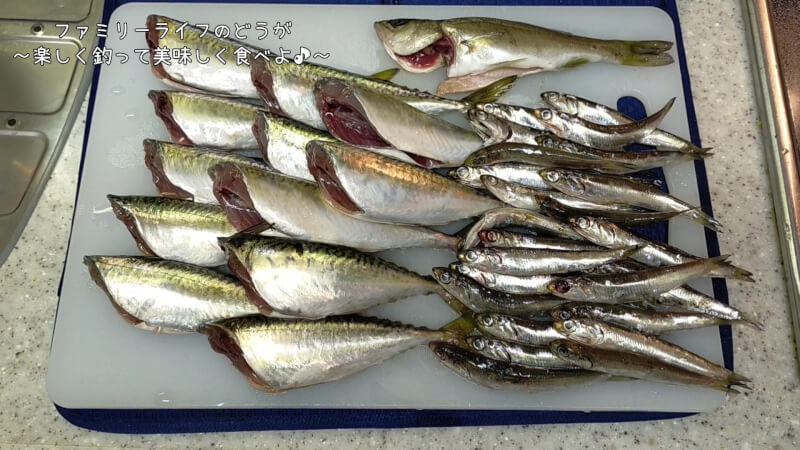 【釣りと料理】南港大橋で夜釣り♪夜でもサビキで釣れるのか？釣った魚を美味しく料理♪釣果