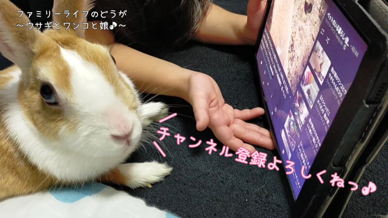 【ミニウサギ】動画を見ているウサギちゃん♪ウサギの服着たワンコも登場！【トイプードル】ファミリーライフ
