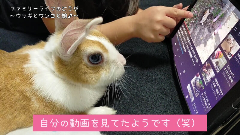 【ミニウサギ】動画を見ているウサギちゃん♪ウサギの服着たワンコも登場！【トイプードル】