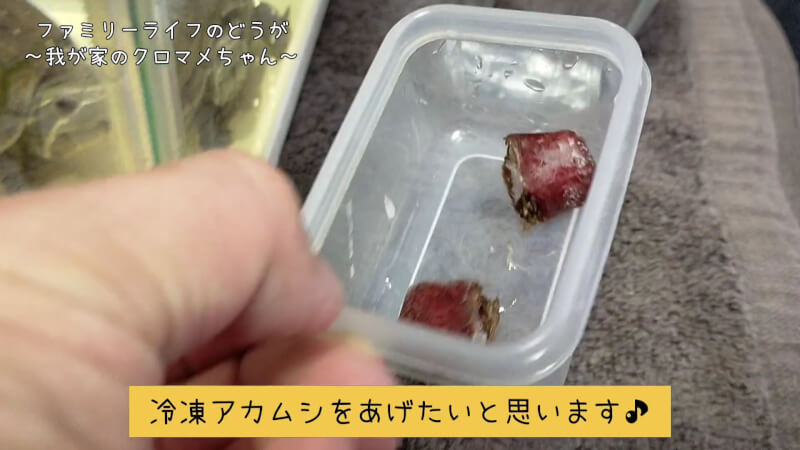 【ミシシッピニオイガメ】冷凍アカムシをクロマメちゃんにあげました♪【亀の大好物】