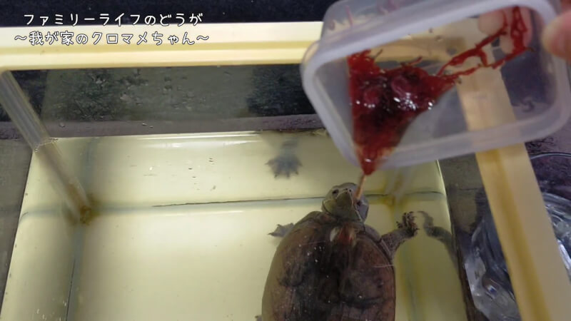 【ミシシッピニオイガメ】冷凍アカムシをクロマメちゃんにあげました♪【亀の大好物】