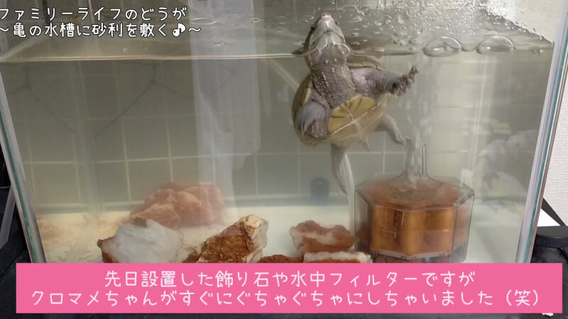 【亀の飼育】ミシシッピニオイガメの水槽に砂利を敷きました♪【アクアリウム】