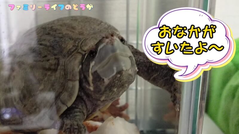 【ミシシッピニオイガメ】我が家の亀のごはんの時間♪【ニオイガメの主食】