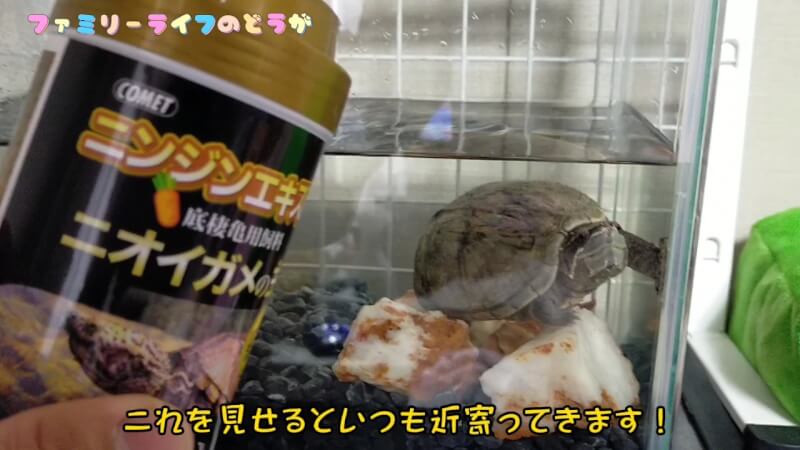 【ミシシッピニオイガメ】我が家の亀のごはんの時間♪【ニオイガメの主食】