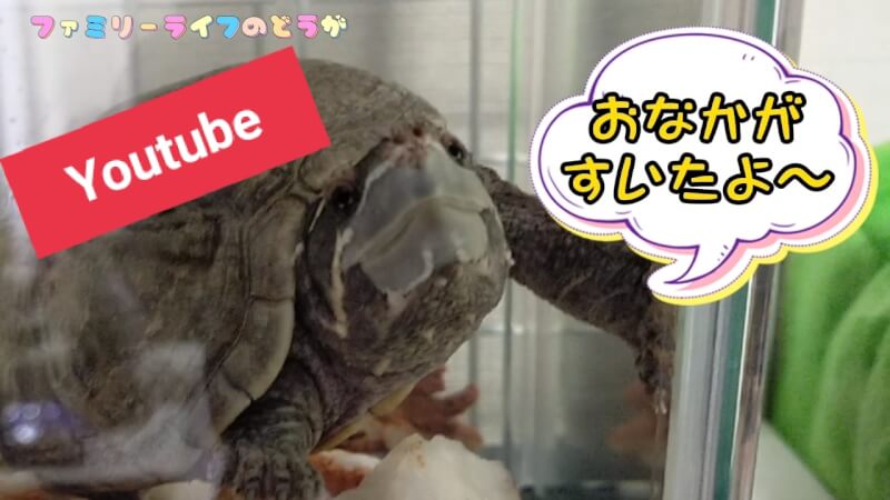 【ニオイガメの主食】我が家のカメの好きなごはん♪食べる姿を動画で紹介【Youtube】