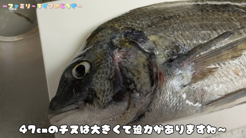 【釣り】サビキで釣った豆アジを使ってノマセ釣りでチヌをゲット！【大阪湾 食品コンビナート】大阪湾で釣ったチヌ