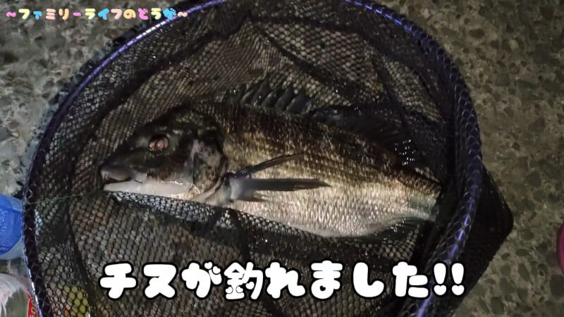 【釣り】サビキで釣った豆アジを使ってノマセ釣りでチヌをゲット！【大阪湾 食品コンビナート】