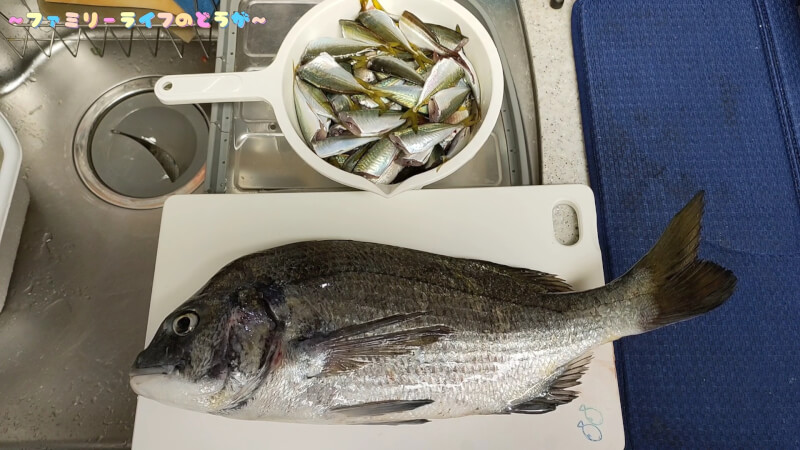 【釣り】サビキで釣った豆アジを使ってノマセ釣りでチヌをゲット！【大阪湾 食品コンビナート】釣果
