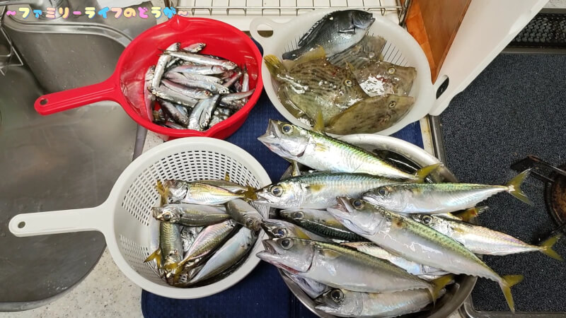 【釣り】色んな魚を釣りました！「カワハギ・グレ・アイゴ」そしてエイ！【大阪の汐見埠頭】