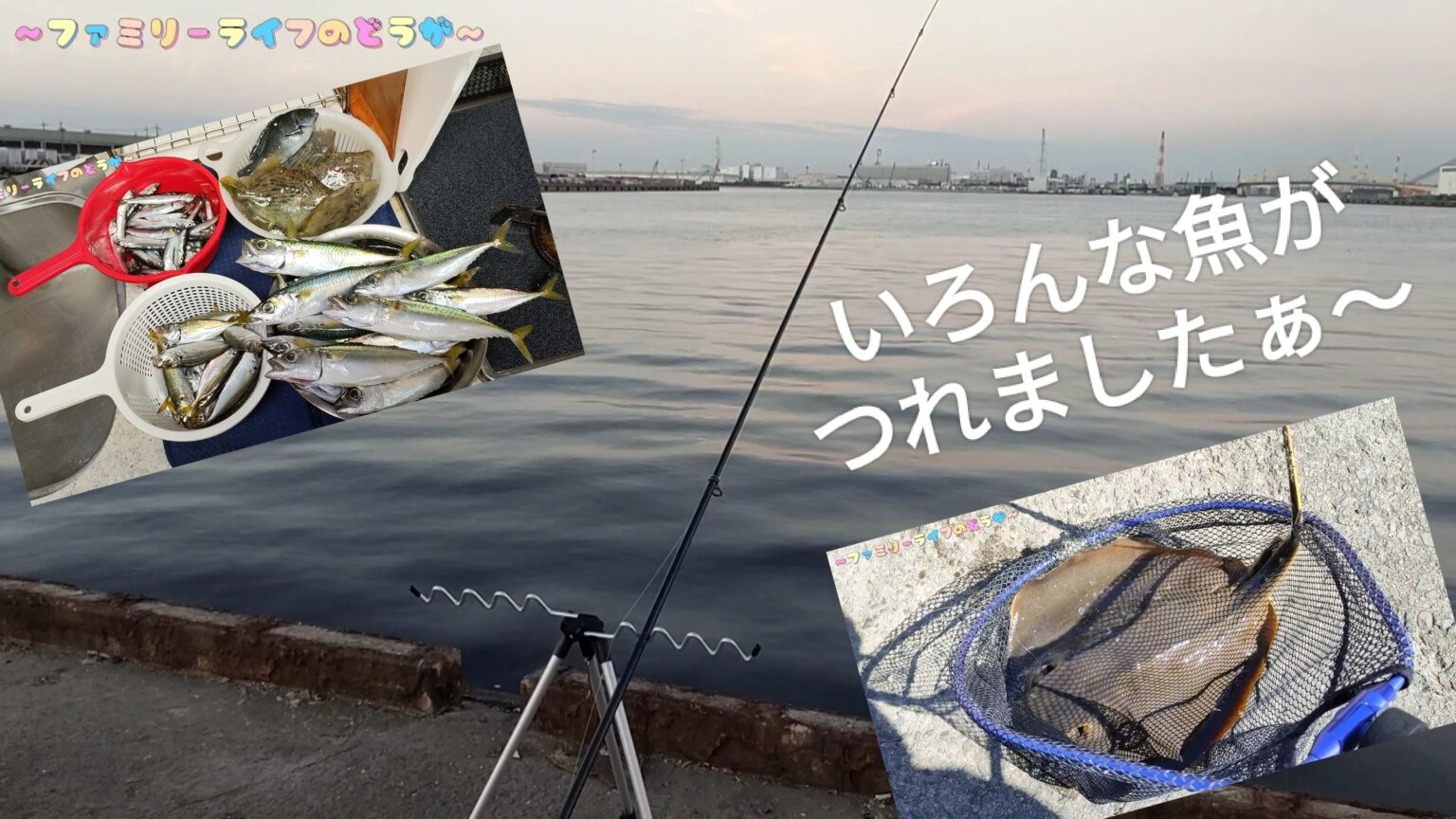 【釣り】色んな魚を釣りました！「カワハギ・グレ・アイゴ」そしてエイ！【大阪の汐見埠頭】
