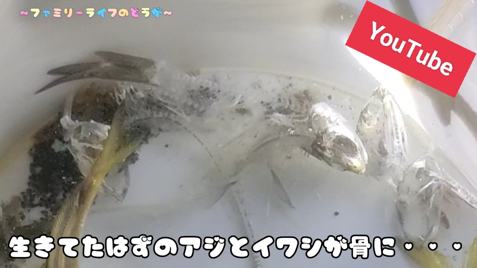 【釣り動画】骨だけに･･･謎の寄生虫に食べられた！この虫何だ？【Youtube】