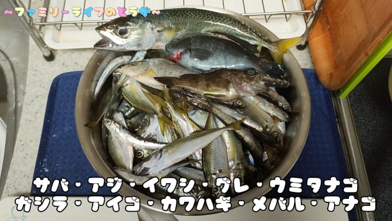 【釣り】海面に大きな魚を発見！ソウシハギ？色んな魚が釣れました♪【食品コンビナート】釣果