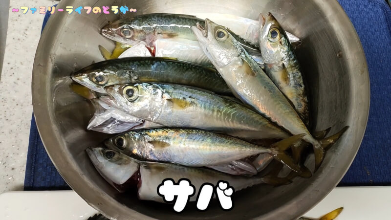 【釣り】食品コンビナートで夜の電気ウキ釣り♪【和歌山川のドラム釣果】サバ
