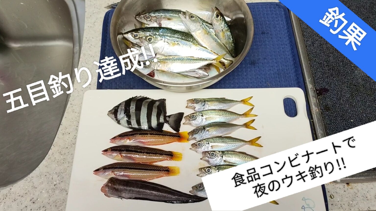 【釣り】食品コンビナートで夜の電気ウキ釣り♪【和歌山川のドラム釣果】