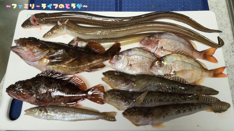 【2022年最後の釣り】冬でも色んな魚がつれました♪美味しい刺身と天丼完成！【大阪】釣果