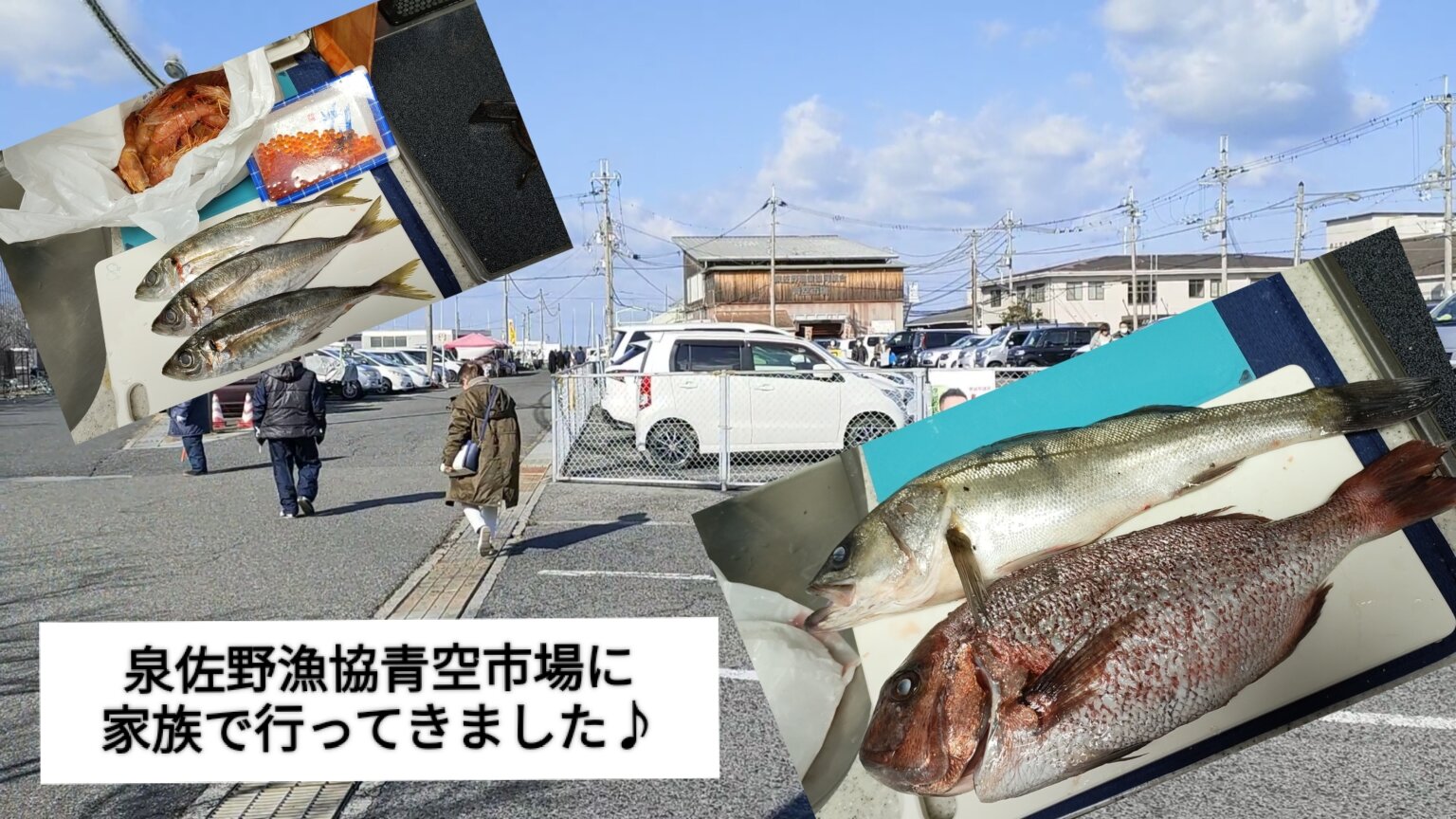 【おでかけ】泉佐野漁協青空市場に新鮮な魚を買いに行ってきました♪【鮮魚】