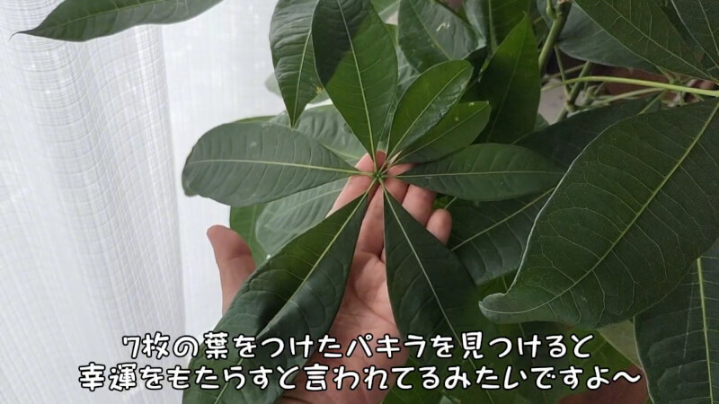 【観葉植物】7枚の葉を持つパキラと水耕栽培用のかわいい木製スタンド【アボカドの種】