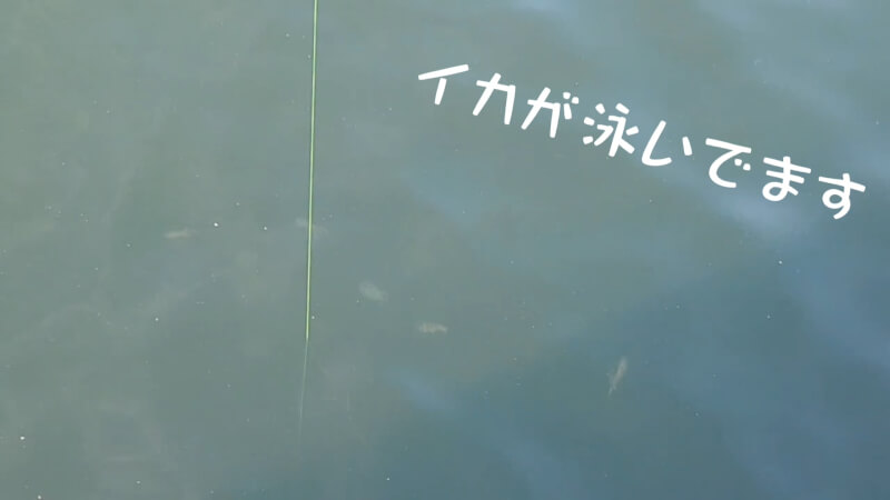 【海釣り】釣ったベラ（キュウセン）のオスメス食べ比べ♪【ファミリーフィッシング】