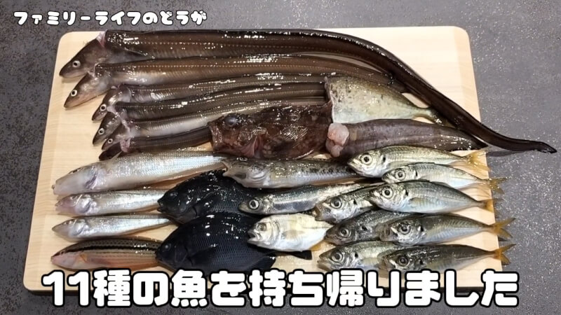【釣り】他魚種が釣れて大満足♪11種の魚を持ち帰り！！【食品コンビナート】釣果