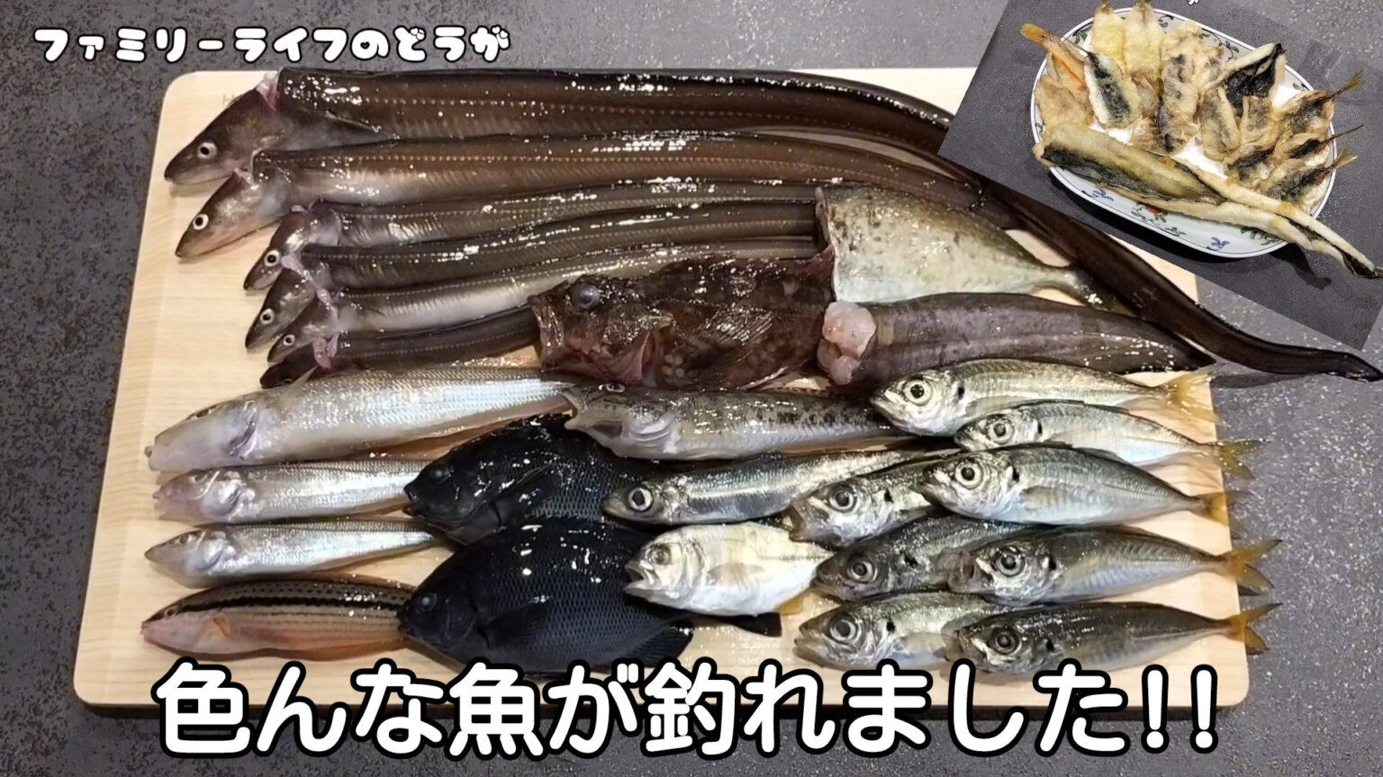 【釣り】他魚種が釣れて大満足♪11種の魚を持ち帰り！！【食品コンビナート】