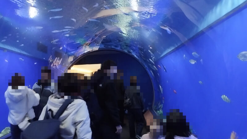 【水族館】大阪の海遊館を満喫♪大人も子供も楽しめる室内施設【おでかけ】トンネル型水槽