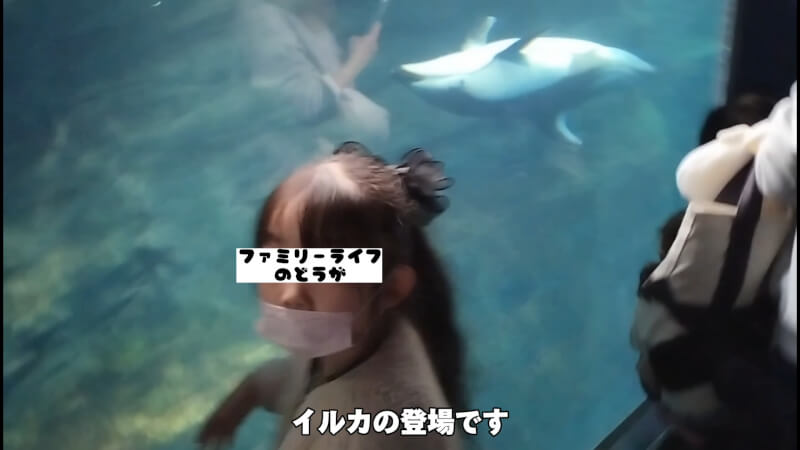 【水族館】大阪の海遊館を満喫♪大人も子供も楽しめる室内施設【おでかけ】カマイルカ