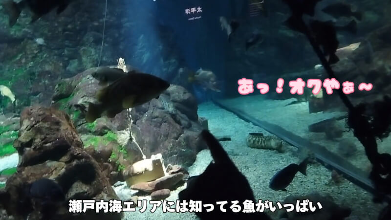 【水族館】大阪の海遊館を満喫♪大人も子供も楽しめる室内施設【おでかけ】瀬戸内海エリア