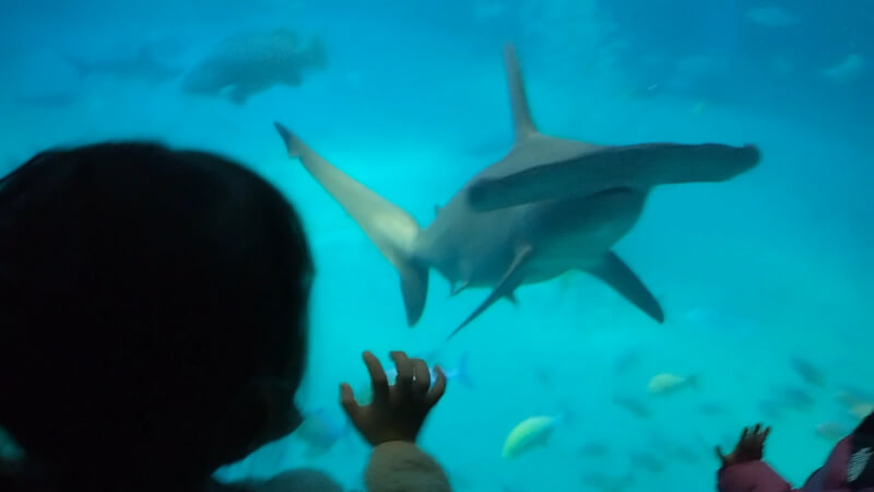 【水族館】大阪の海遊館を満喫♪大人も子供も楽しめる室内施設【おでかけ】太平洋エリア　シュモクザメ