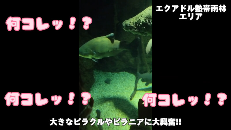 【水族館】大阪の海遊館を満喫♪大人も子供も楽しめる室内施設【おでかけ】エクアドル熱帯雨林エリア　ピラルク ピラニア