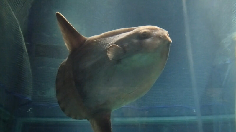 【水族館】大阪の海遊館を満喫♪大人も子供も楽しめる室内施設【おでかけ】マンボウ