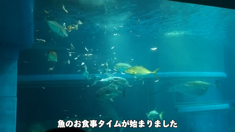 【水族館】大阪の海遊館を満喫♪大人も子供も楽しめる室内施設【おでかけ】太平洋エリア餌やり