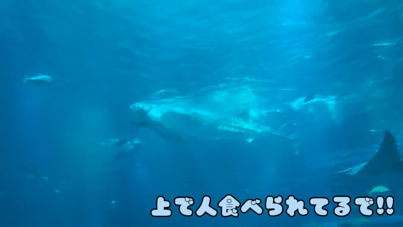 【水族館】大阪の海遊館を満喫♪大人も子供も楽しめる室内施設【おでかけ】ジンベイザメの餌やり