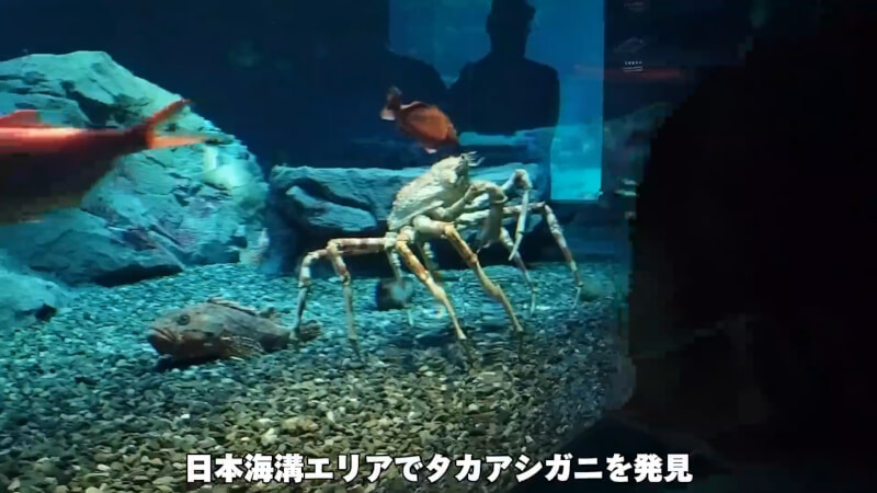 【水族館】大阪の海遊館を満喫♪大人も子供も楽しめる室内施設【おでかけ】日本海溝エリア