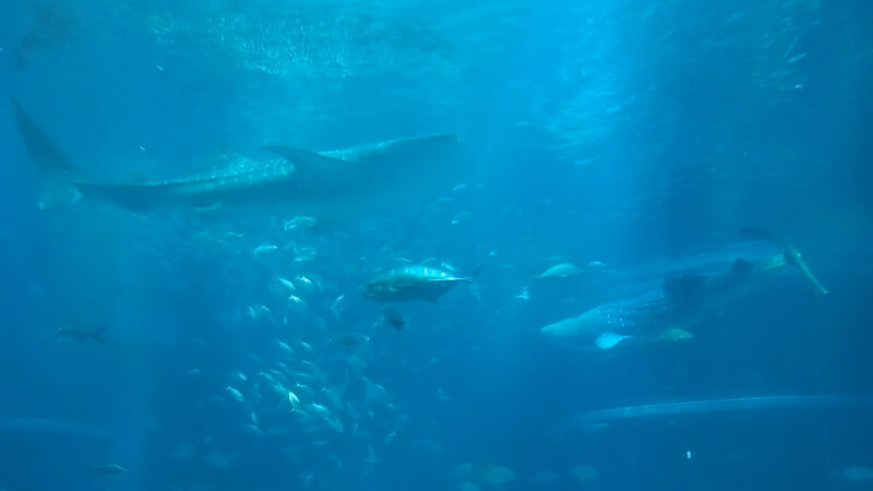 【水族館】大阪の海遊館を満喫♪大人も子供も楽しめる室内施設【おでかけ】