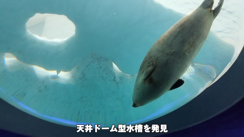 【水族館】大阪の海遊館を満喫♪大人も子供も楽しめる室内施設【おでかけ】