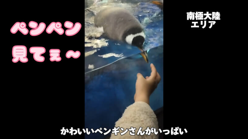 【水族館】大阪の海遊館を満喫♪大人も子供も楽しめる室内施設【おでかけ】南極大陸エリア　ペンギン