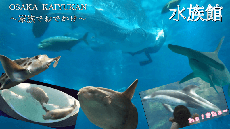 【水族館】大阪の海遊館を満喫♪大人も子供も楽しめる室内施設【おでかけ】