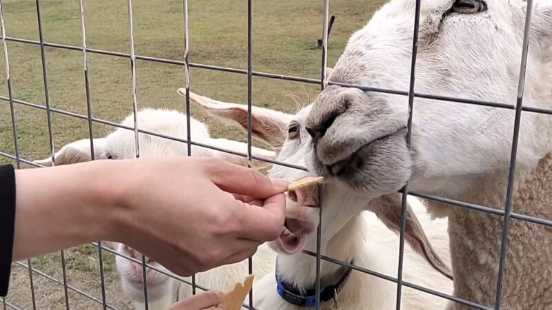 【ワールド牧場】動物とふれあえる楽しいテーマパーク【おでかけ】