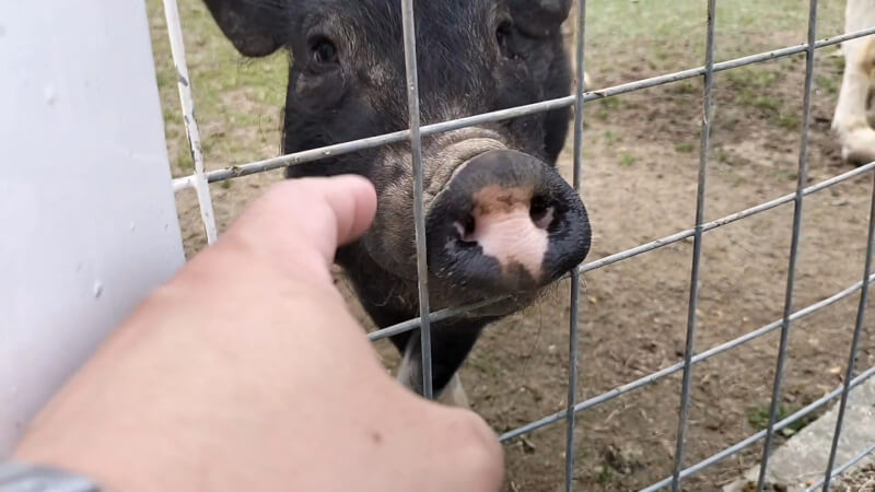 【ワールド牧場】動物とふれあえる楽しいテーマパーク【おでかけ】