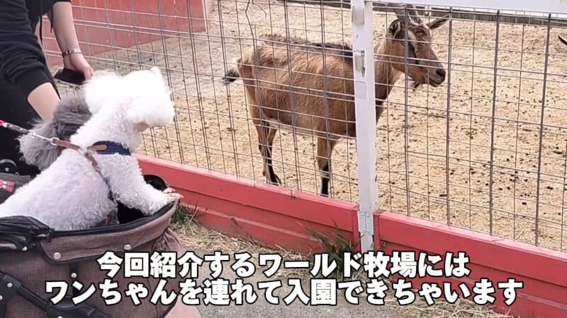 【ワールド牧場】動物とふれあえる楽しいテーマパーク【おでかけ】