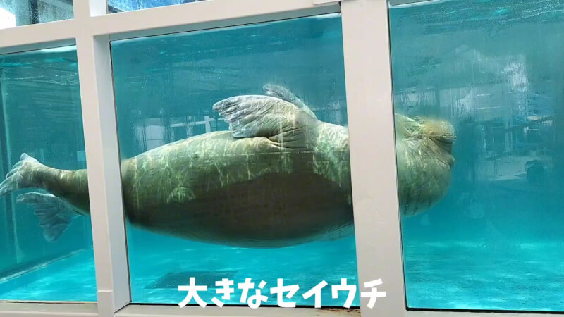 【家族旅行】鳥羽水族館を満喫♪スノードーム作りにも挑戦！【三重県におでかけ】　セイウチの鳴き声