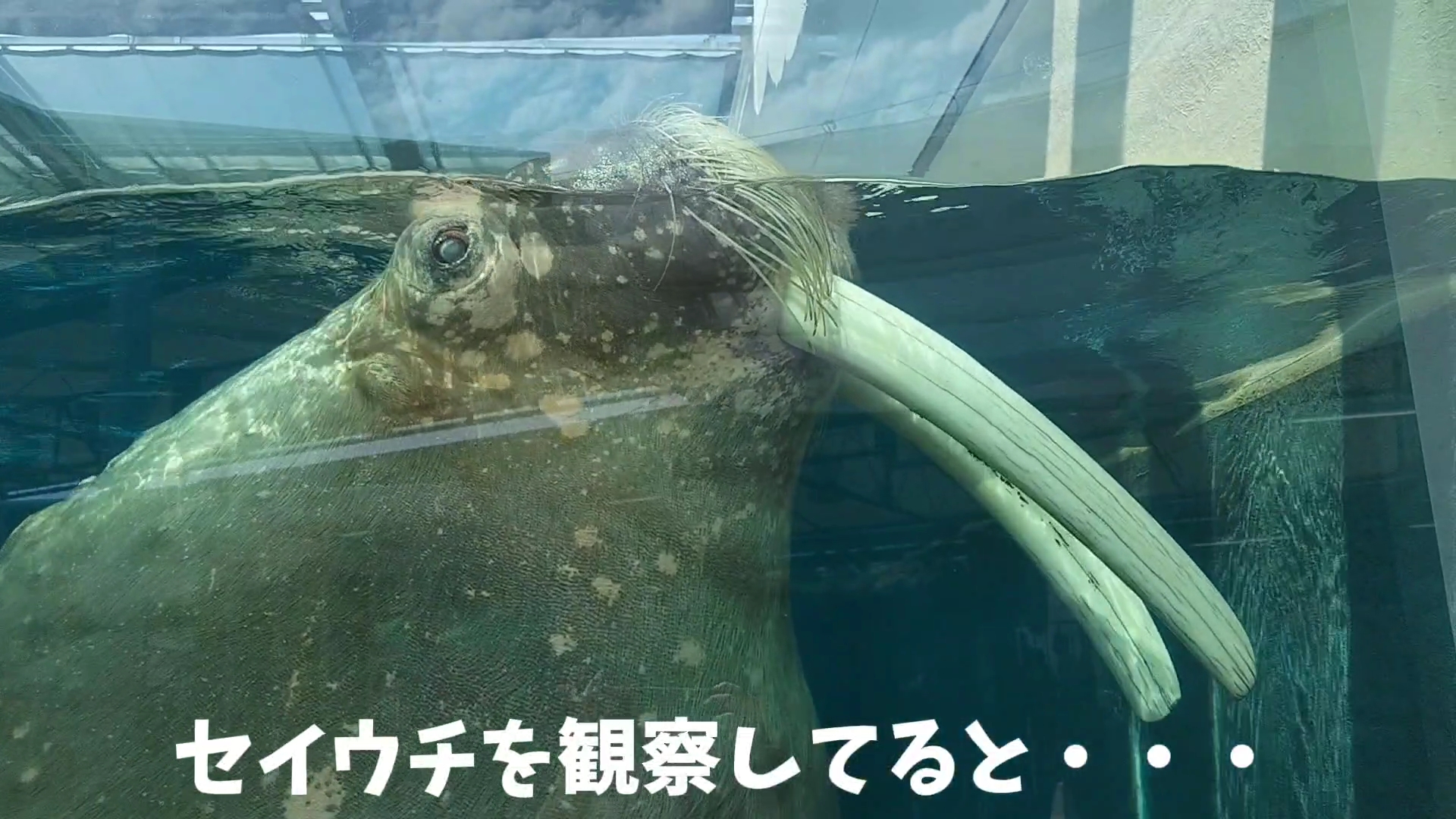 【家族旅行】鳥羽水族館を満喫♪スノードーム作りにも挑戦！【三重県におでかけ】　セイウチの鳴き声