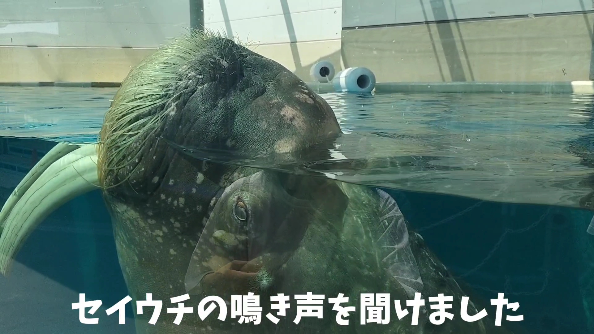 【家族旅行】鳥羽水族館を満喫♪スノードーム作りにも挑戦！【三重県におでかけ】　セイウチの鳴き声