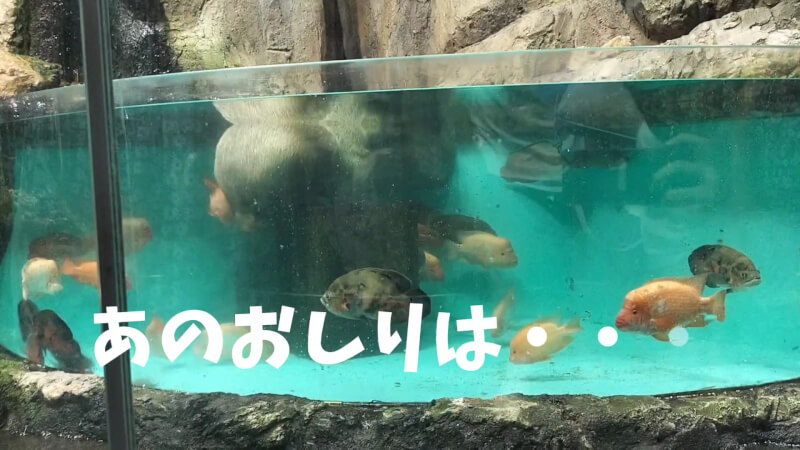 【家族旅行】鳥羽水族館を満喫♪スノードーム作りにも挑戦！【三重県におでかけ】　カピバラ