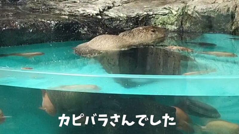 【家族旅行】鳥羽水族館を満喫♪スノードーム作りにも挑戦！【三重県におでかけ】　カピバラ