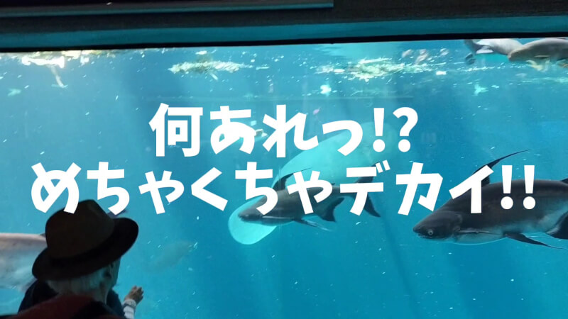 【家族旅行】鳥羽水族館を満喫♪スノードーム作りにも挑戦！【三重県におでかけ】　マナティー