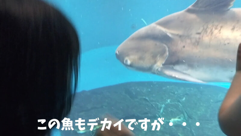 【家族旅行】鳥羽水族館を満喫♪スノードーム作りにも挑戦！【三重県におでかけ】　マナティー